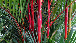 Red Lipstick Palm Sealing Wax Palm Cyrtostachys Renda Tree Houseplant 10 Seeds - £7.87 GBP