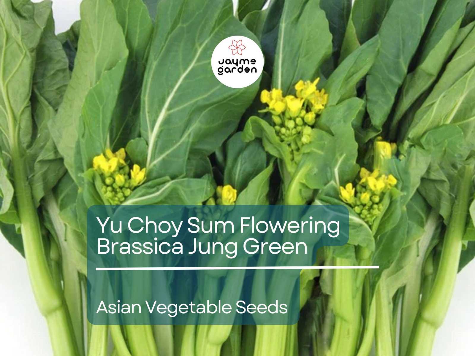 500mg Yu Choy Sum Seeds - Flowering Brassica Jung Green - Heirloom Non-G... - $4.50