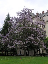 400 Royal Paulownia Empres Tree Tomentosa Flower Seeds Seeds *From US  - $9.90