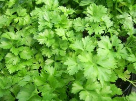 HGBO 400 Seeds Dark Green Italian Parsley Seeds Fresh Harvest For 2024 Gardens F - £6.55 GBP