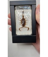 Desert Scorpion - Unique Insect ~ Sealed in Plastic Case ~ free shipping ~ - $43.31 CAD