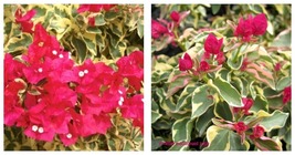 Claret Red Well Rooted Live VARIEGATED Bougainvillea starter/plug plant* - £40.75 GBP