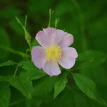 Swamp Rose Seeds Rosa Palustris Packet Of 10 Seeds US Seller Fast Shipping - £6.92 GBP