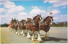 Postcard Budweiser Clydesdale 8 Horse Team Busch Gardens Tampa Florida - £2.84 GBP
