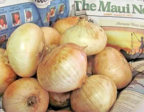 Maui Sweet Onion 50 Seed Organic Short Day Fall Native Vegetable Fresh Garden - £5.96 GBP