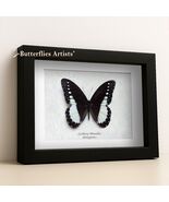 Unusual Satyrine Zethera Musides Real Butterfly Framed Entomology Shadowbox - $58.99