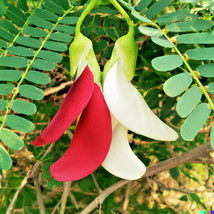 ArfanJaya 20 Vegetable Hummingbird Tree Seed Mix (Sesbania Grandiflora) Agati Fl - £10.55 GBP