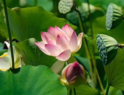 15 Lotus Seeds Grow In Koi Ponds Ponds Grow In A Bowl As Bonsai Water Lily Garde - £20.15 GBP