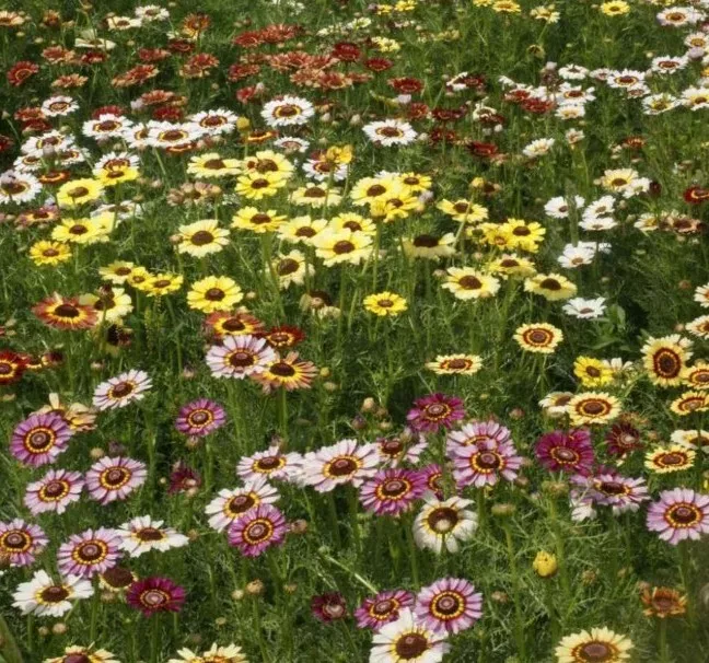Painted Daisy Flower 50 Seeds - £7.55 GBP