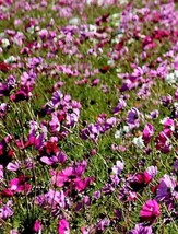 1000 Pepperbox Poppy Mix Papaver Mixed Colors Red Violet Flower Seeds From US - £6.59 GBP