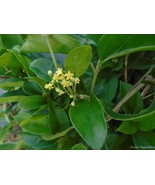 25 Gymnema sylvestre Seeds,  Gurmar Seeds - $149.24 MXN