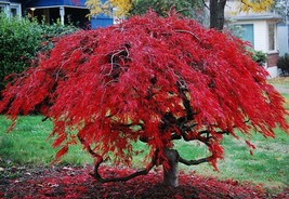 18 - 24” Crimson queen weeping japanese maple tree - $54.99