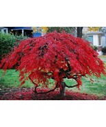 18 - 24” Crimson queen weeping japanese maple tree - £43.25 GBP