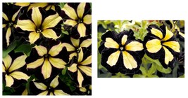 Black Yellow Petunia 100 Seeds Containers Hanging Baskets Window Seed  - $30.99