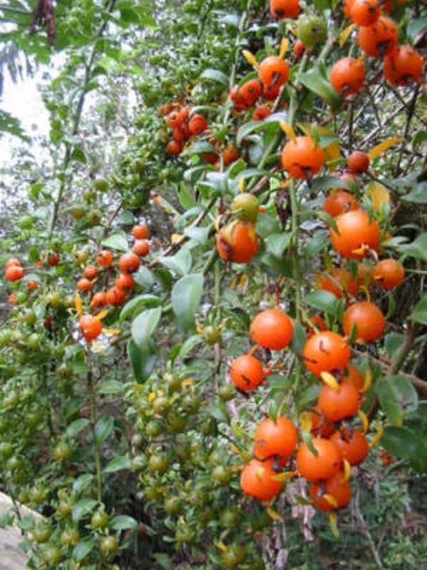 Pereskia aculeata, EXOTIC Barbados gooseberry rose cactus cacti 10 SEEDS - $26.86