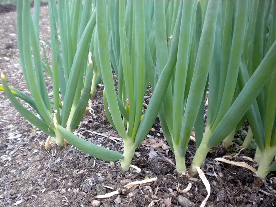 AW 250 Seeds Evergreen White Bunching Onion Scallions Non Gmo  - $9.10