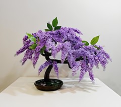 40 Seeds Jacaranda Mimosifolia Tree Bonsai - $14.31