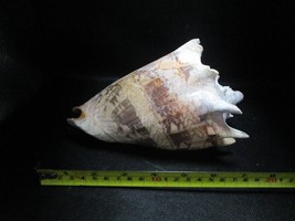 Imperial Volute 8 x 5&quot; shell aquarium decor - £74.31 GBP