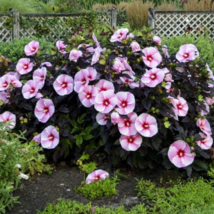 1 Pc Rooted Plant Small Size Hibiscus Starry Starry Night Flower Plant | RK - £29.55 GBP