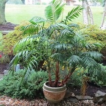 Parlor Palm Tree Seeds Chamaedorea Elegans 10 Seeds - $279.85 MXN