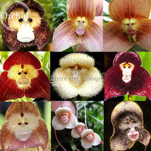 Rare Monkey Face Orchid Flower, 50 Seeds, flower type peculiar beautiful light u - £4.70 GBP