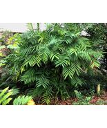 Hardy Bamboo Palm  5 Seeds  Chamaedorea microspadix - $303.39 MXN