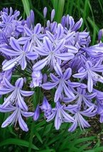 Agapanthus Africanus Flower Easy Care and Drought Tolerant, 100 Seeds D - £11.25 GBP
