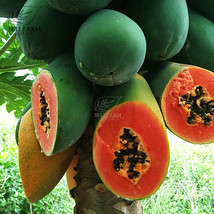 6Pcs Guangxin Dark Green Skin Red Inside Papaya Fruits Bonsai Seeds Garden Beaut - £5.01 GBP