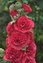 PWO Deep Red Hollyhock Flower Seeds / Double Chaters / Alcea Rosea / 20 Seeds - £5.62 GBP