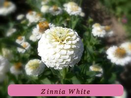 7553 zinnia white pop thumb200