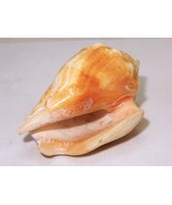 Natural 3&quot; Conch Sea Shell, Caramel Color, Nautical/Marine/Aquarium Deco... - £11.56 GBP