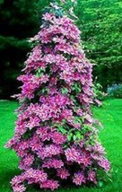 100PCS Clematis Flower Seeds - Purple White Bi-color Flowers - $5.68