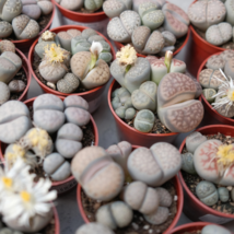 Beauty Mixed Mini Lithops Bonsai Plants Cactus Bonsai Plants - 100 Seeds - $9.53