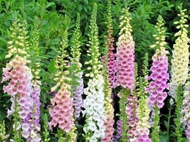 LWSTORE 2500 Foxglove Mix Seeds Wildflower Shade Garden Patio Container Cut Flow - $10.77