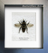 Real Fiery Bumble Bee Bombus Fervidus Entomology Collectible Framed Display - $59.99