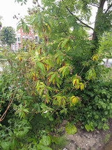 Buddleja Orange Ball Tree 20 Seeds 100 Seeds Per Pack - $358.71 MXN