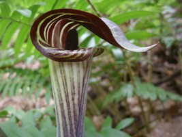 Jack-In-The-Pulpit 10 bulbs (Arisaema triphyllum) image 1