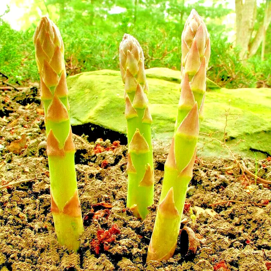 200+ ASPARAGUS SEEDS PERENNIAL SPRING GARDEN HEIRLOOM NON-GMO USA FREE S... - $518.80 MXN