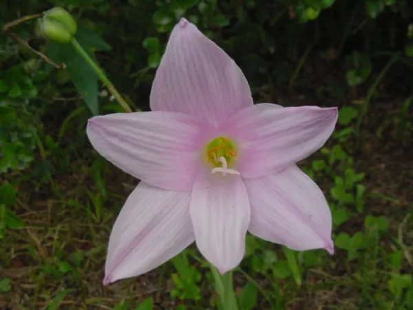 Habranthus Robustus Pink Rain Lily Seeds USA Seller - £14.09 GBP