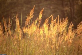 500 SEEDS INDIAN GRASS PLANT QUICK HEIRLOOM BEAUTY GARDEN SUCCESS - £6.38 GBP