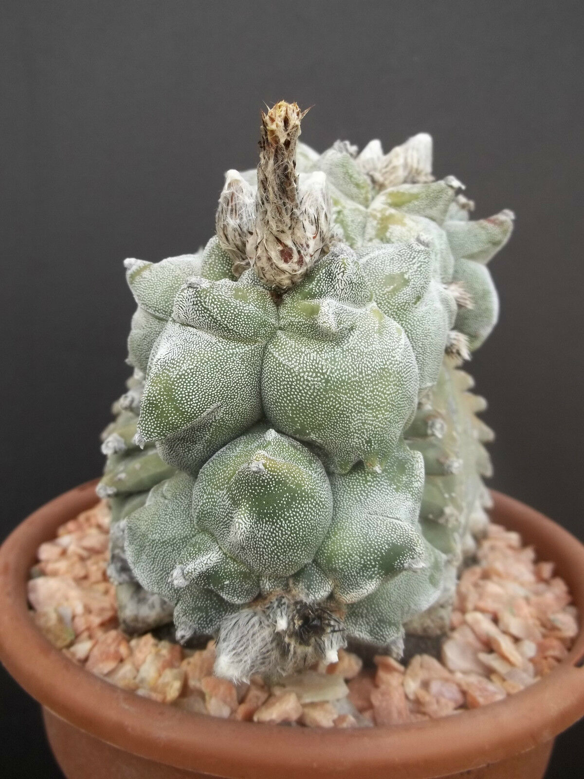 Astrophytum myriostigma KIKO WHITE rare cactus cacti japan hybrid seeds 20 SEEDS - $8.99