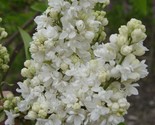 25 Beauty Moscow Lilac Seeds Tree Fragrant Flowers Perennial Seed Flower... - $9.98