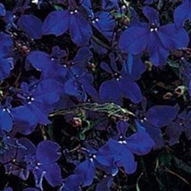 50 + Lobelia Midnight Blue Attachment Perennial Flower Seeds - £10.68 GBP