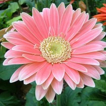 US Seller Gerbera Daisy S Mix Flower Seeds 50Pcs - £8.93 GBP