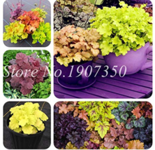 100 Seeds Imported Bonsai Heuchera Bonsai Coral Flower Coral Bells Coating Bonsa - $10.90