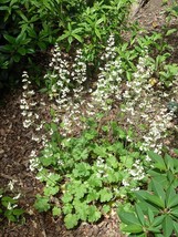 AW 1200 Coral Bells Prairie Alumroot Heuchera Richardsonii Flower Seeds ... - $196.16 MXN