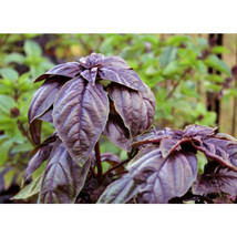 “ 100 PCS BELLFARM Purple Sweet Basil with Giant Leaves, Ocimun Basilicum Perill - £8.66 GBP