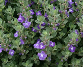 GIB Scutellaria resinosa | Prairie Skullcap | 20 Seeds - £15.18 GBP