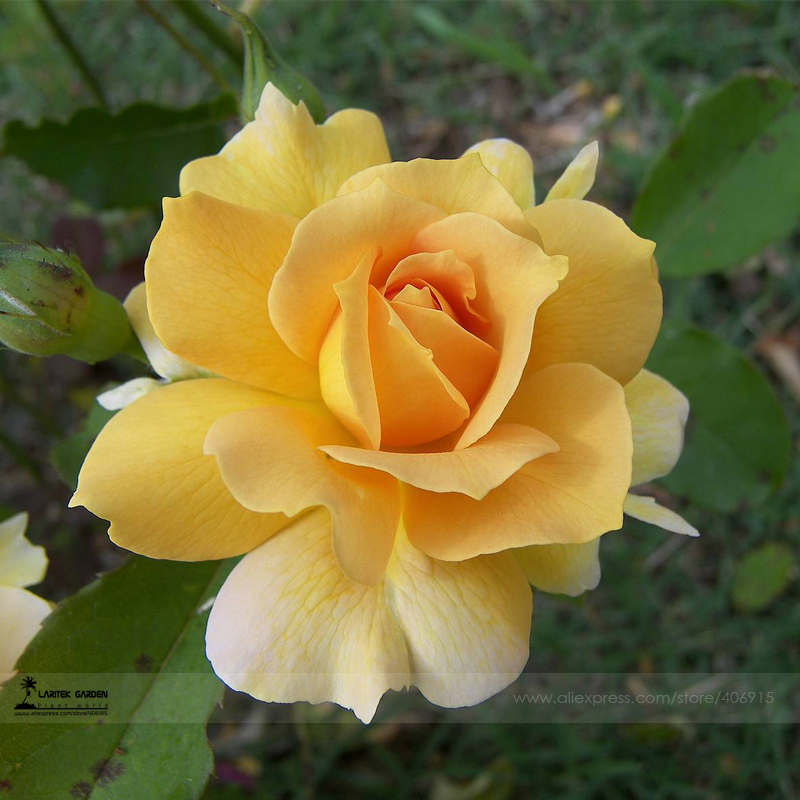 50 Seeds New Yellow Rose Bush Flower Seeds #A00208 New Fresh - Plants ...