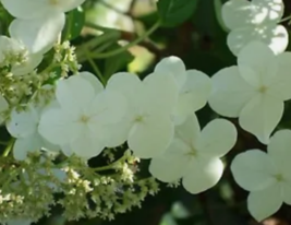 10 Pc Seeds Climbing Hydrangea Flower, Hydrangea anomala petiolaris Seeds | RK - £14.96 GBP